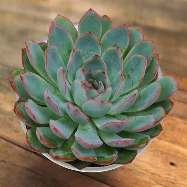 Echeveria Bicolour 11cm 15cm