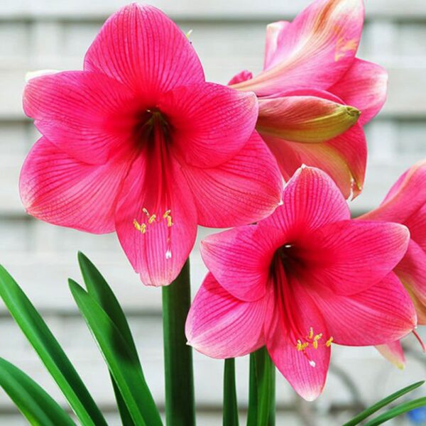 Hippeastrum 1-2 pędowy 11cm