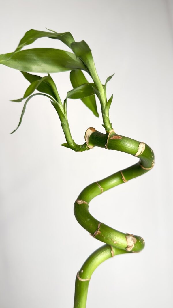 Luckybamboo spirala 35cm w dekoracyjnej kuli