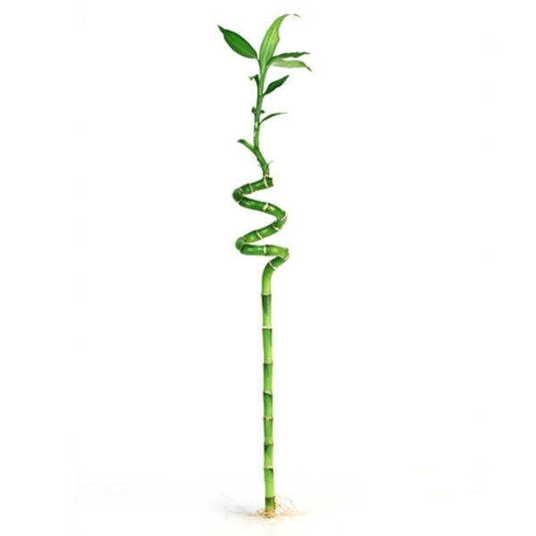 Luckybamboo spirala