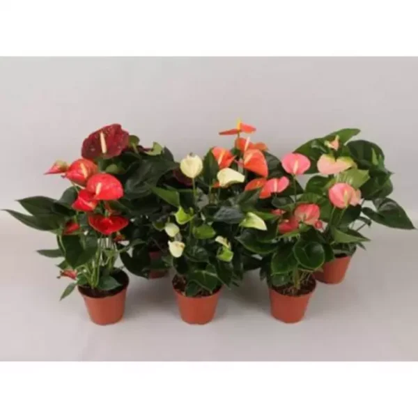 Anthurium śr. doniczki 14cm Mix